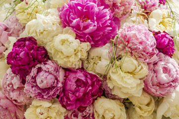 blooming peony background