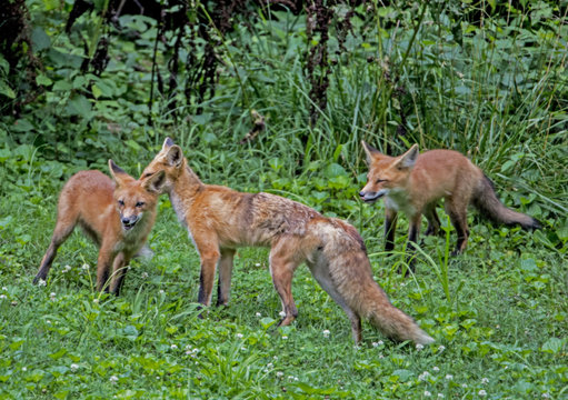 Red Fox family playing in green grass.
