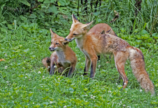 Mother Red Fox surrounded with greenery licks her baby.