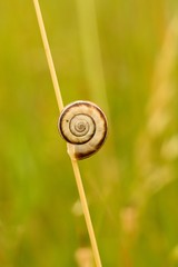 Snail on grass.