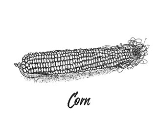 Corn, Maize or zea mays, vintage sketch. Monochrome illustration with corn on a white background. Illustration, vector, isolated.