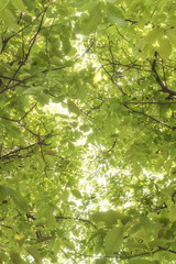 Sun shining through walnut tree leaves background beasutiful theme