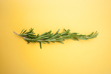 Branch of fresh rosemary on a bright yellow background..