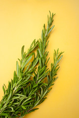 Fresh rosemary on a bright yellow background..