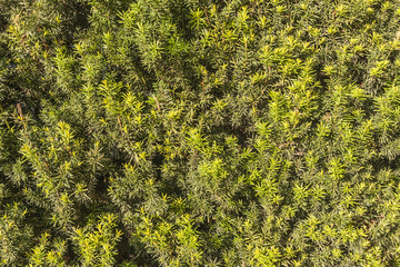 Green branches and leaves of a bush yew tree for background