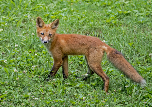 Young Red Fox in green grass stares at the camera.