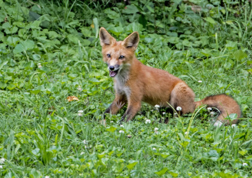 Baby Red Fox sits in green grass.