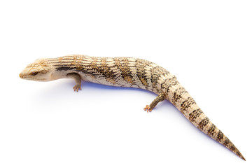 Australian Blue Tongue Lizard on white background