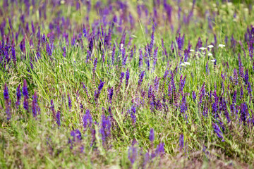 Obraz premium Blooming wild flower - meadow flower. Beautiful field with blur background