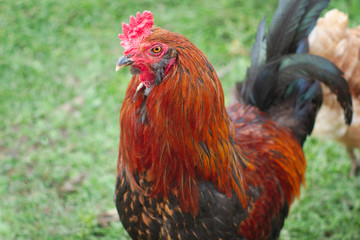 brown and black rooster on grass field country farm agriculture livestock