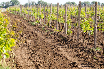Rows of young grape vines growing. Grapes Vines being Planted. vineyard