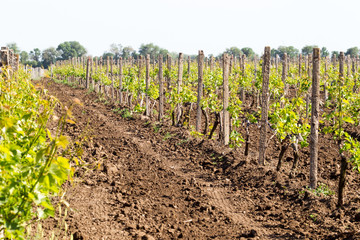 Fototapeta na wymiar Rows of young grape vines growing. Grapes Vines being Planted. vineyard