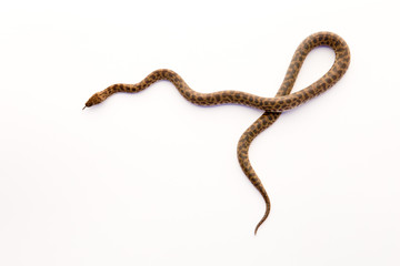 Spotted Python - young snake on white background