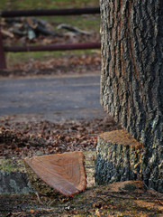 Cutting Down an Oak Tree