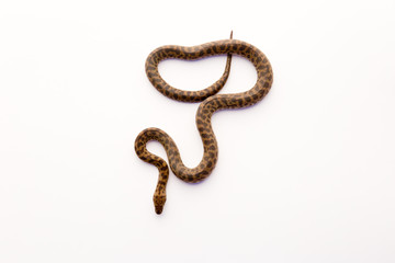 Spotted Python - young snake on white background