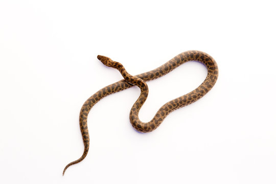 Spotted Python - young snake on white background