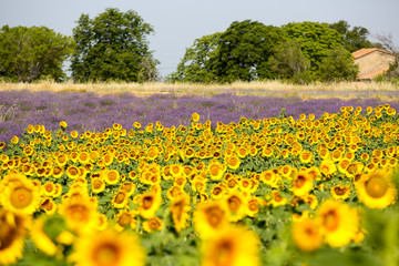 lavandes en Provence