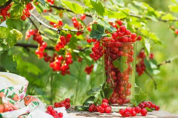 Glass with ripe red currant, soft focus background