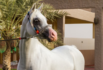 beautiful arabian horse