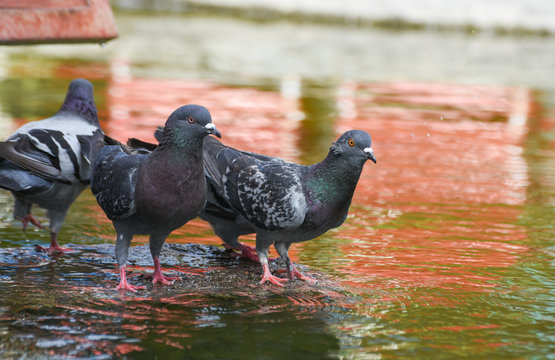 Pigeons ( dove ) standing on a rock near the water, isolated.