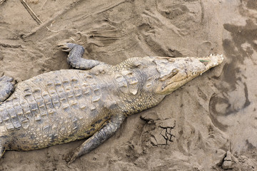 Krokodil