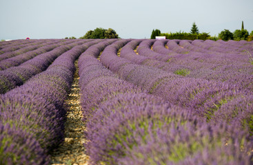 Fototapeta premium lavandes en provence