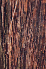 Bark of a grape tree close-up. Texture of a grapevine close-up. Background, wallpaper.