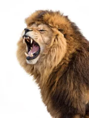Photo sur Aluminium Lion Lion en colère