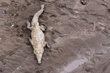 Krokodil
