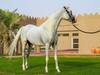 beautiful arabian horse