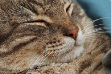Naklejka na ściany i meble cat nose mustaches closeup asleep satisfied
