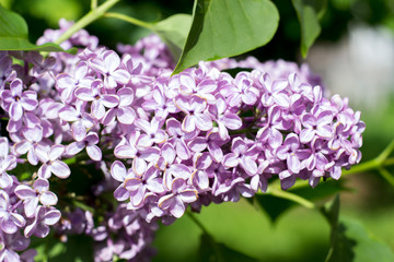 lilac