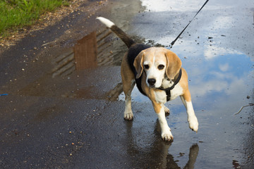 beagle