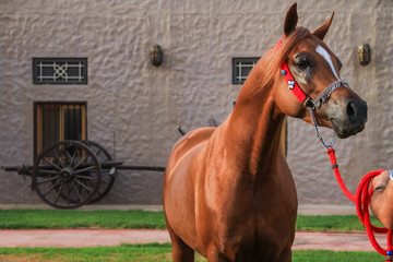 beautiful arabian horse