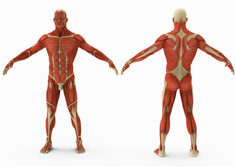 Anatomy. Male without leather front view and back view on white isolated background. 3d illustration
