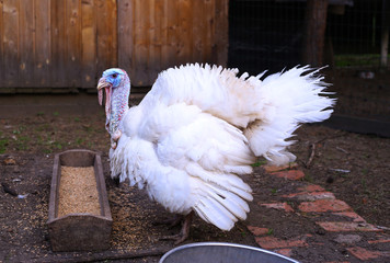 white turkey on the yard eat from the feeder