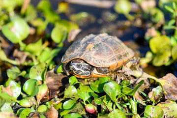 wild Turtle sitting on a log in forest lake