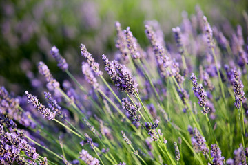 lavandes en provence