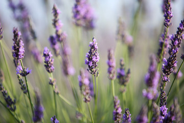 lavandes en provence