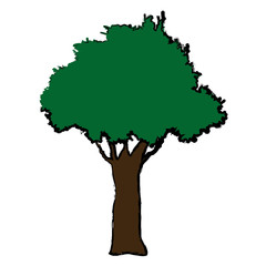 natural tree foliage plant botanical vector illustration