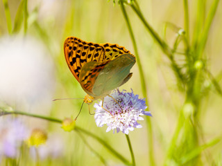 Brown butterfly pollinating a flower on springtime
