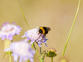 A bumblebee pollinating a flower on springtime