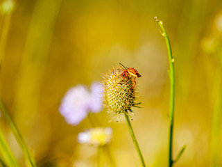 Orange bug pollinating a flower on springtime