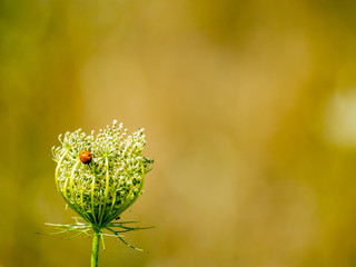 Cocinella septempunctata - One lady bug on a flower on springtime