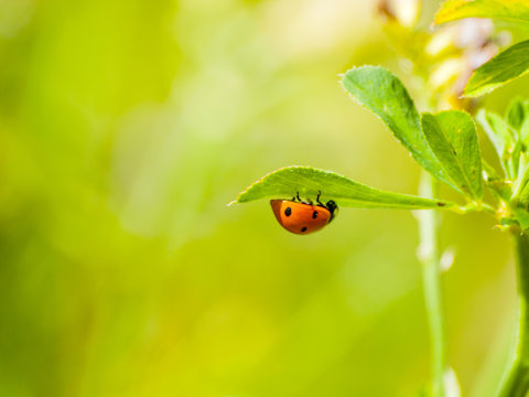 Cocinella septempunctata - One lady bug on a leaf on springtime