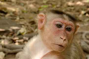 A Macaque making a cleaning sesion