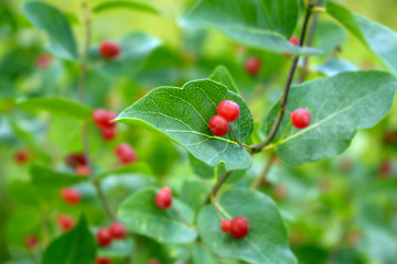 Poisonous red berries on a tree branch among green leaves