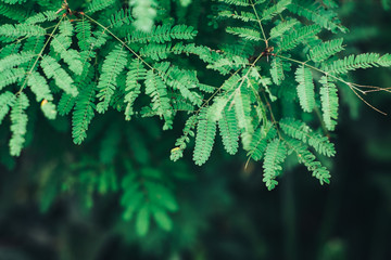 Green tamarid flower branch