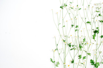 Fototapeta na wymiar Beautiful chamomile branches on white background. Flat lay, top view. Lifestyle composition.