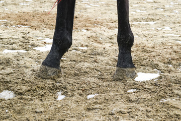 The horse's legs. Hooves of a horse in the sand.